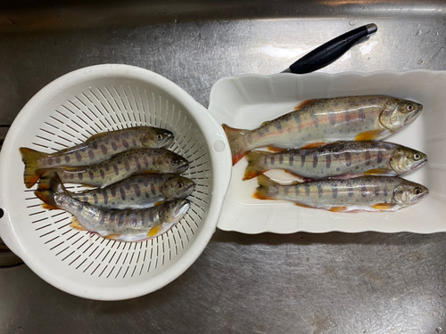 ヤマメの釣果