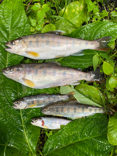 ヤマメの釣果