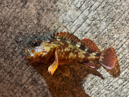 カサゴの釣果