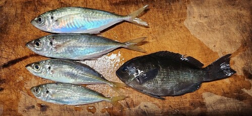 マアジの釣果