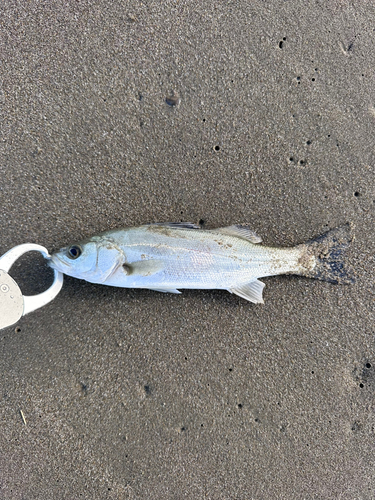 スズキの釣果