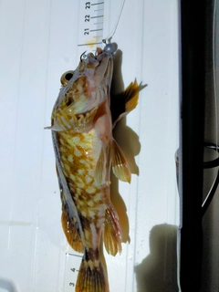 カサゴの釣果