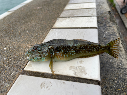 アナハゼの釣果