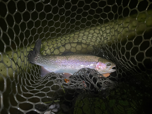 ニジマスの釣果