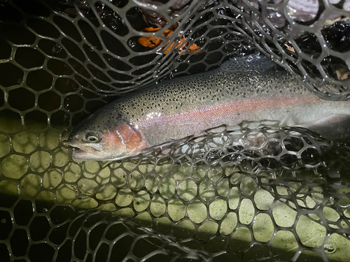 ニジマスの釣果