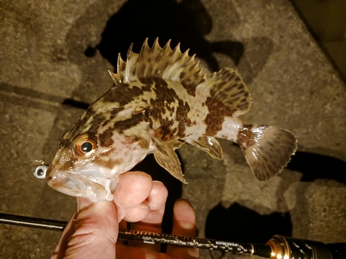 タケノコメバルの釣果