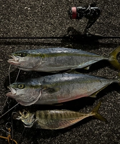 マアジの釣果