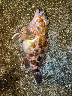 カサゴの釣果