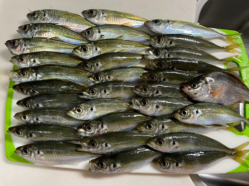 アジの釣果