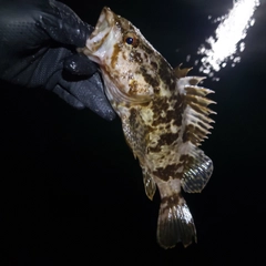 タケノコメバルの釣果