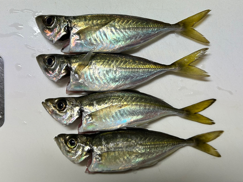 マアジの釣果