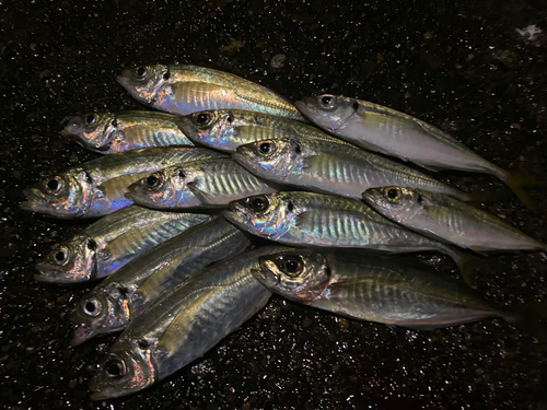 アジの釣果