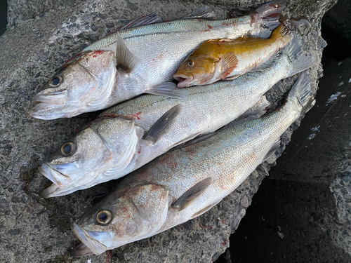 シーバスの釣果