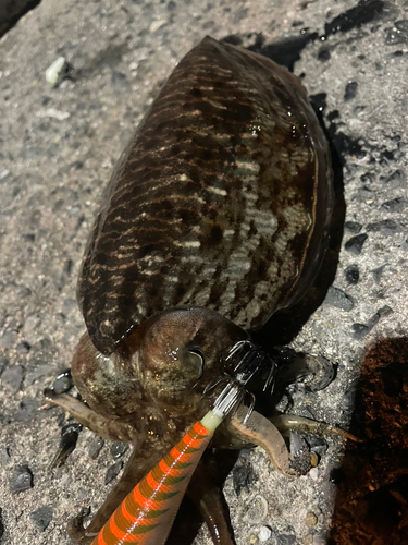 コウイカの釣果