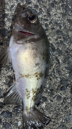 クロメバルの釣果