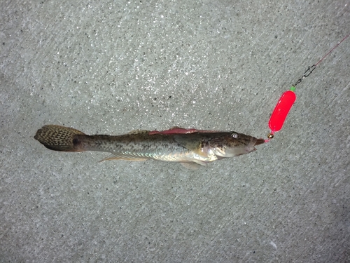 マハゼの釣果