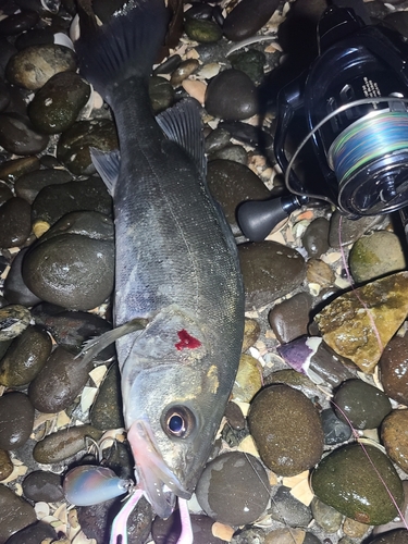 フッコ（マルスズキ）の釣果