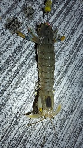 シャコの釣果