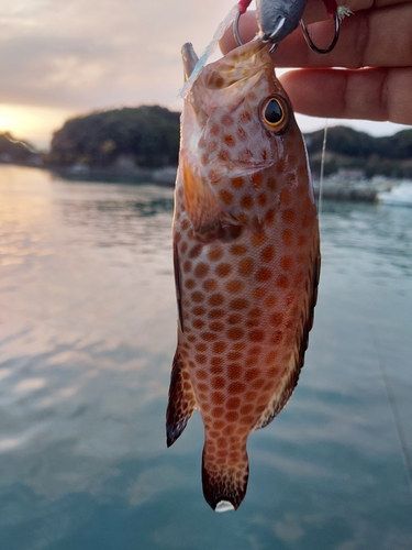 オオモンハタの釣果