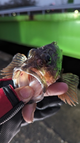 アラカブの釣果