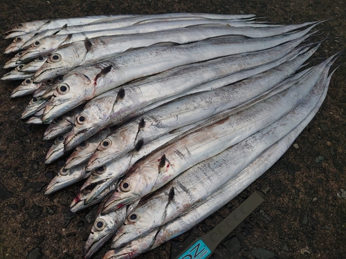 タチウオの釣果