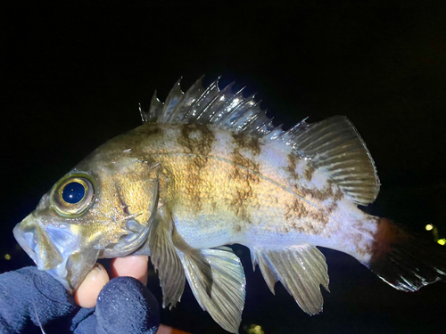 メバルの釣果