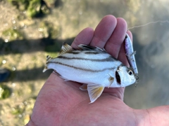 コトヒキの釣果