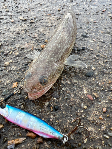 エソの釣果