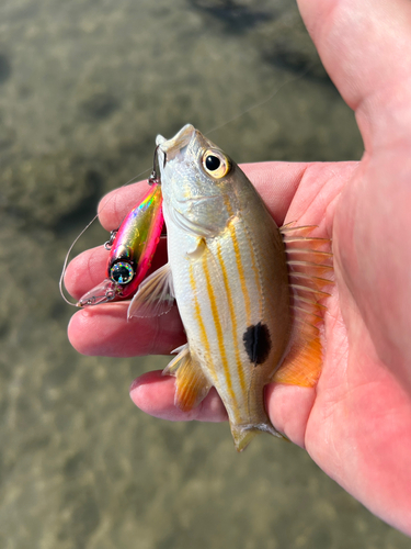 ニセクロホシフエダイの釣果