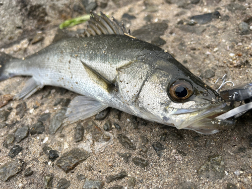 セイゴ（マルスズキ）の釣果