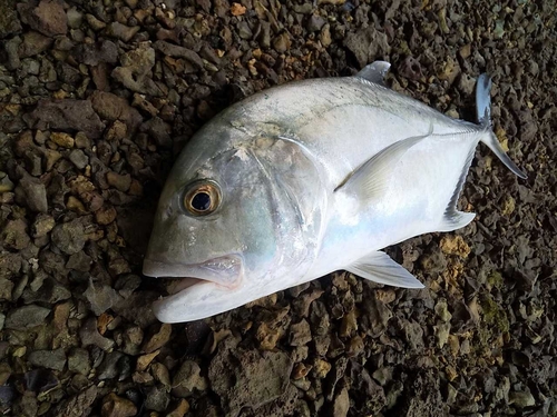 ロウニンアジの釣果