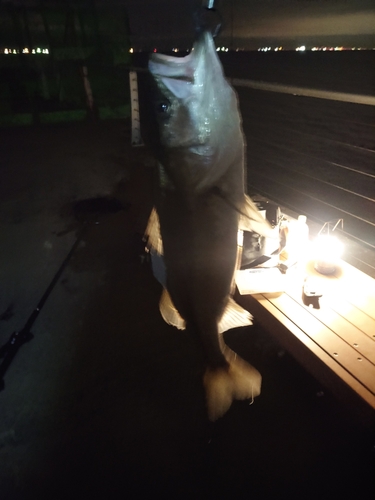 スズキの釣果