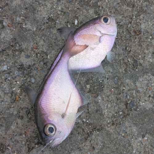 ハタンポの釣果