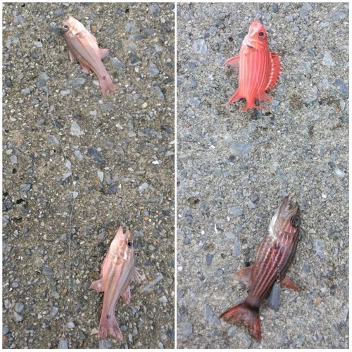 イシモチの釣果