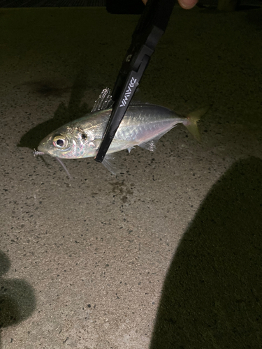 マアジの釣果