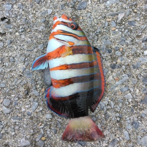 ベラの釣果