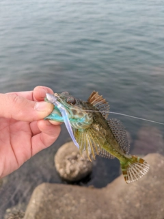 アナハゼの釣果