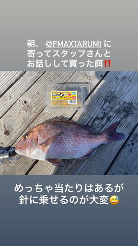 マダイの釣果