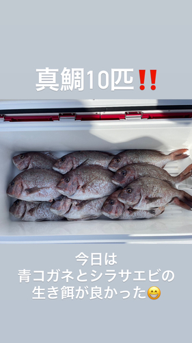 マダイの釣果