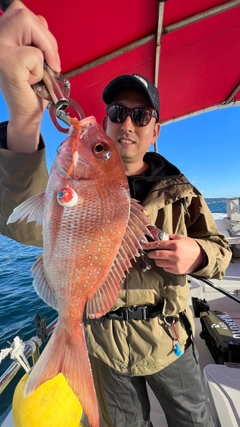 マダイの釣果