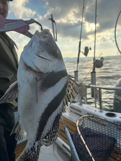 ハマチの釣果