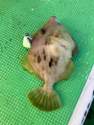 カワハギの釣果