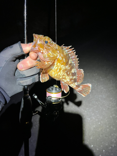 ガシラの釣果