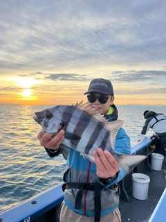 イシダイの釣果