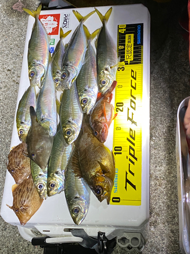 アジの釣果