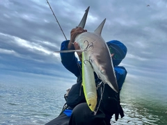 サメの釣果