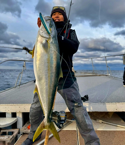 ヒラマサの釣果