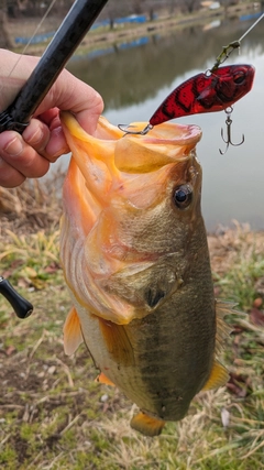 ラージマウスバスの釣果