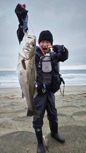 マルスズキの釣果