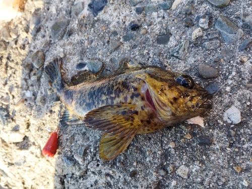 オウゴンムラソイの釣果